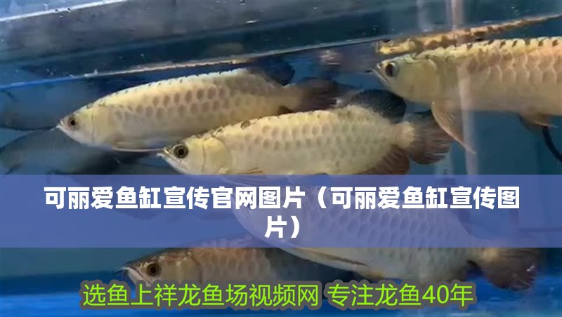 可麗愛魚缸宣傳官網(wǎng)圖片（可麗愛魚缸宣傳圖片）