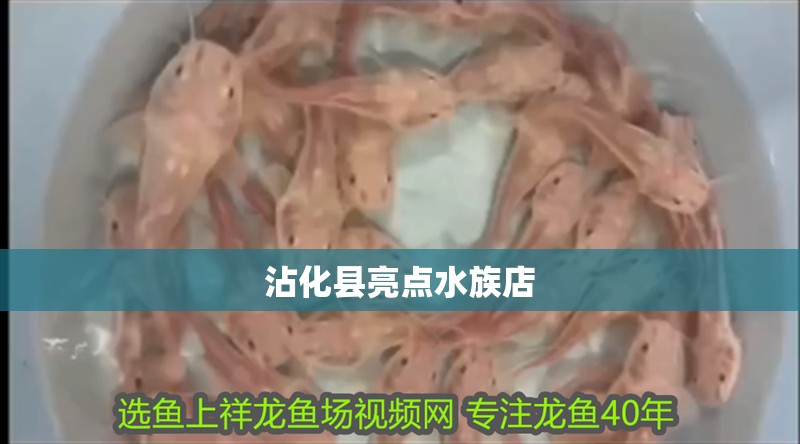 沾化縣亮點水族店