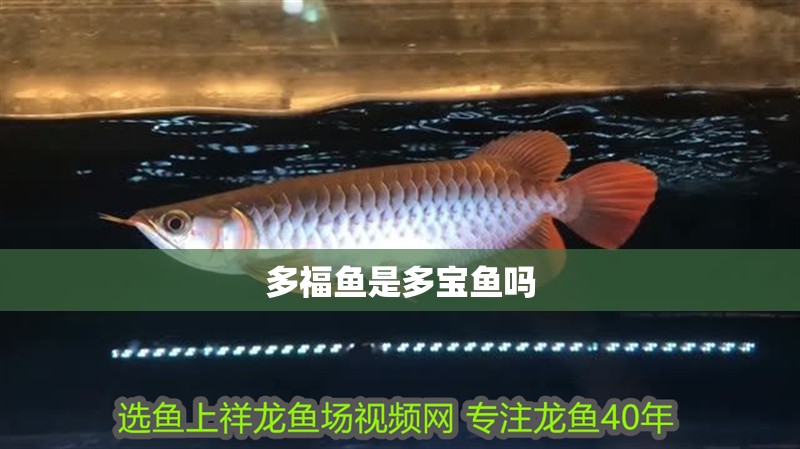 多福魚(yú)是多寶魚(yú)嗎