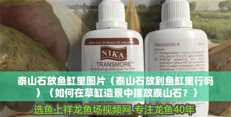 泰山石放魚缸里圖片（泰山石放到魚缸里行嗎）（如何在草缸造景中擺放泰山石？） 泰山石放魚缸里圖片（泰山石放到魚缸里行嗎）（如何在草缸造景中擺放泰山石？） 魚缸百科