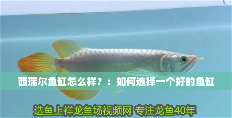 西瑞爾魚缸怎么樣？：如何選擇一個好的魚缸