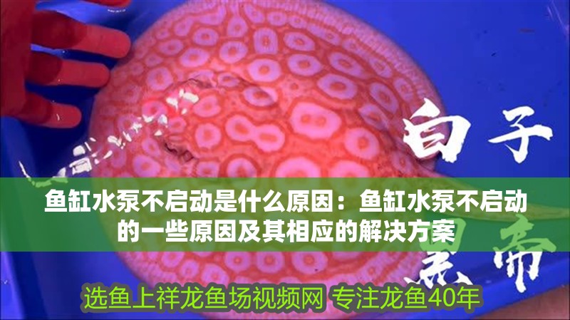 魚缸水泵不啟動是什么原因：魚缸水泵不啟動的一些原因及其相應的解決方案