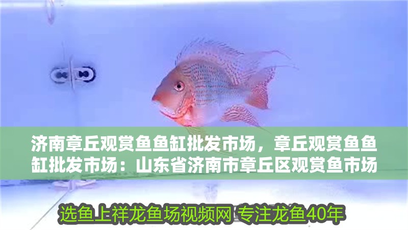濟南章丘觀賞魚魚缸批發市場，章丘觀賞魚魚缸批發市場：山東省濟南市章丘區觀賞魚市場