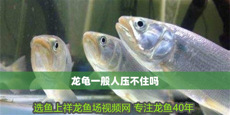 龍龜一般人壓不住嗎