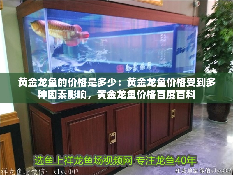 黃金龍魚的價格是多少：黃金龍魚價格受到多種因素影響，黃金龍魚價格百度百科