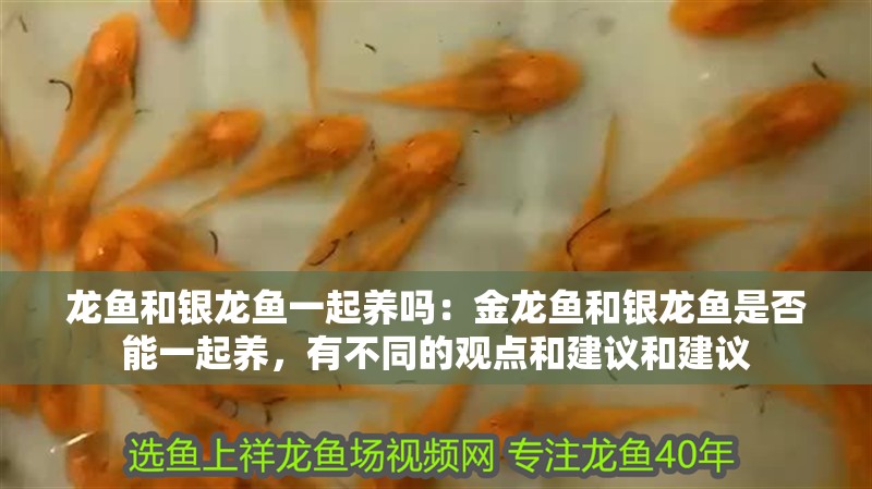 龍魚和銀龍魚一起養嗎：金龍魚和銀龍魚是否能一起養，有不同的觀點和建議和建議