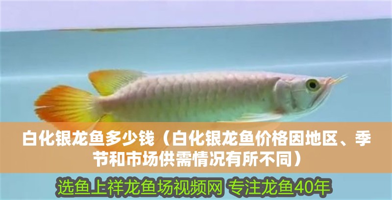 白化銀龍魚多少錢（白化銀龍魚價格因地區、季節和市場供需情況有所不同）