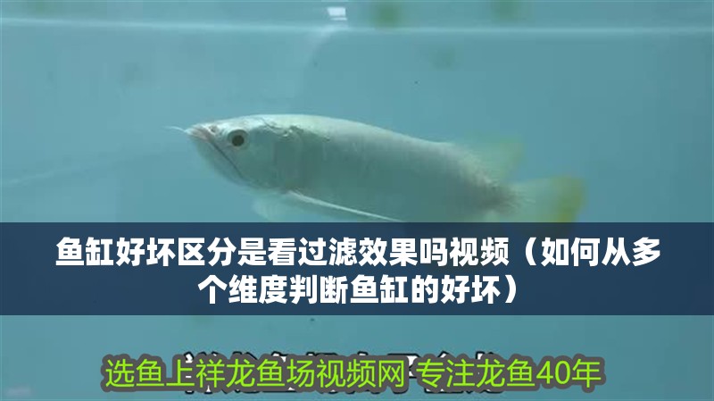 魚缸好壞區(qū)分是看過濾效果嗎視頻（如何從多個維度判斷魚缸的好壞）