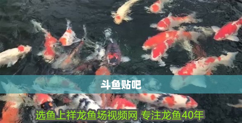 斗魚貼吧