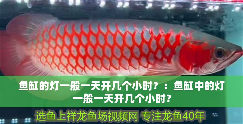 魚缸的燈一般一天開幾個小時？：魚缸中的燈一般一天開幾個小時？
