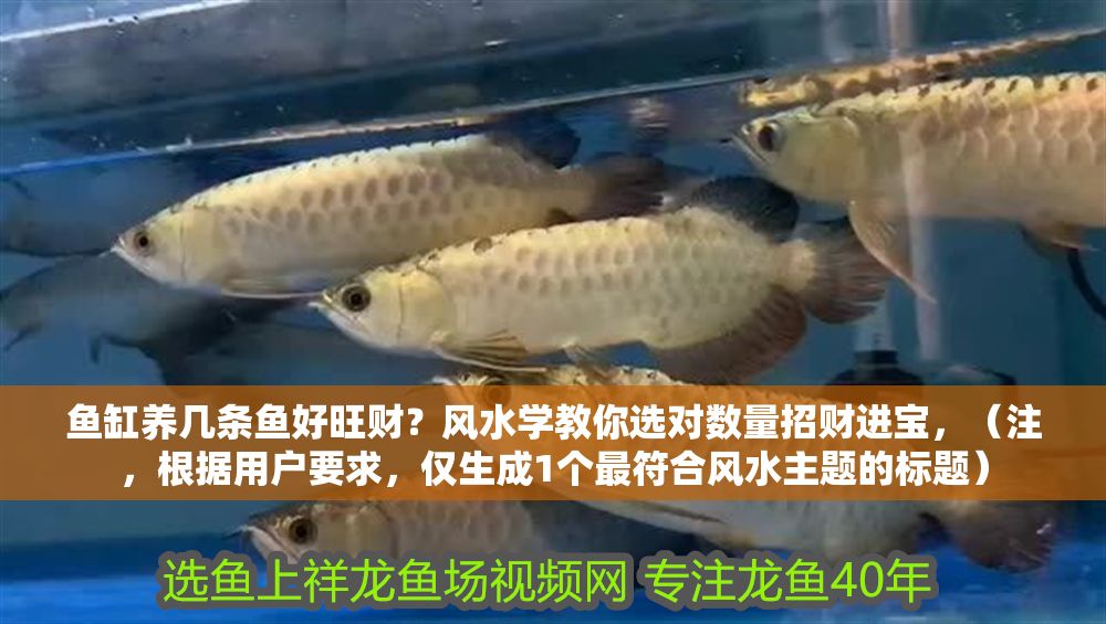 魚缸養(yǎng)幾條魚好旺財(cái)？風(fēng)水學(xué)教你選對(duì)數(shù)量招財(cái)進(jìn)寶，（注，根據(jù)用戶要求，僅生成1個(gè)最符合風(fēng)水主題的標(biāo)題）