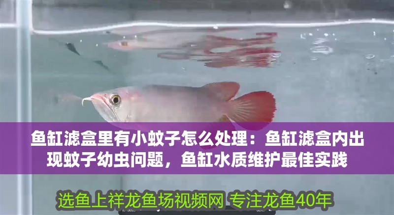 魚缸濾盒里有小蚊子怎么處理：魚缸濾盒內出現蚊子幼蟲問題，魚缸水質維護最佳實踐
