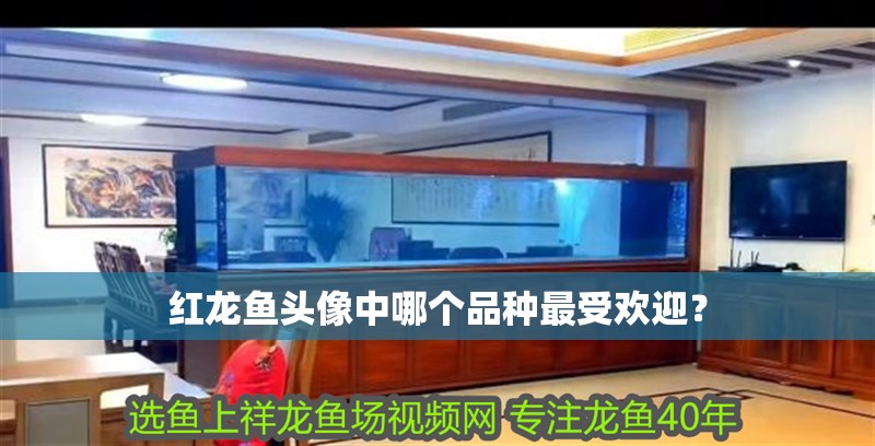 紅龍魚頭像中哪個品種最受歡迎？