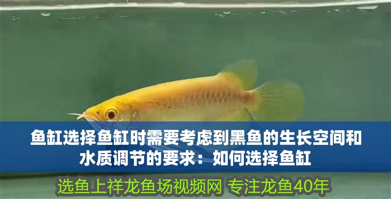 魚缸選擇魚缸時需要考慮到黑魚的生長空間和水質調節的要求：如何選擇魚缸