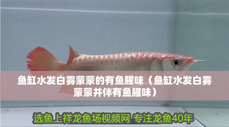 魚缸水發白霧蒙蒙的有魚腥味（魚缸水發白霧蒙蒙并伴有魚腥味）