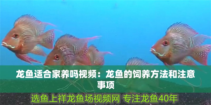 龍魚適合家養嗎視頻：龍魚的飼養方法和注意事項