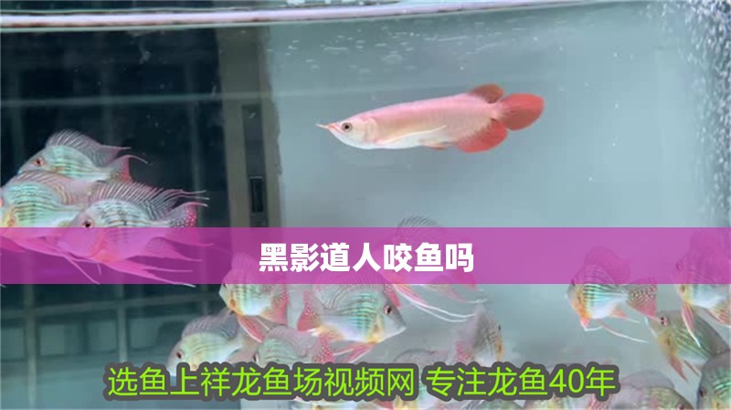 黑影道人咬魚嗎