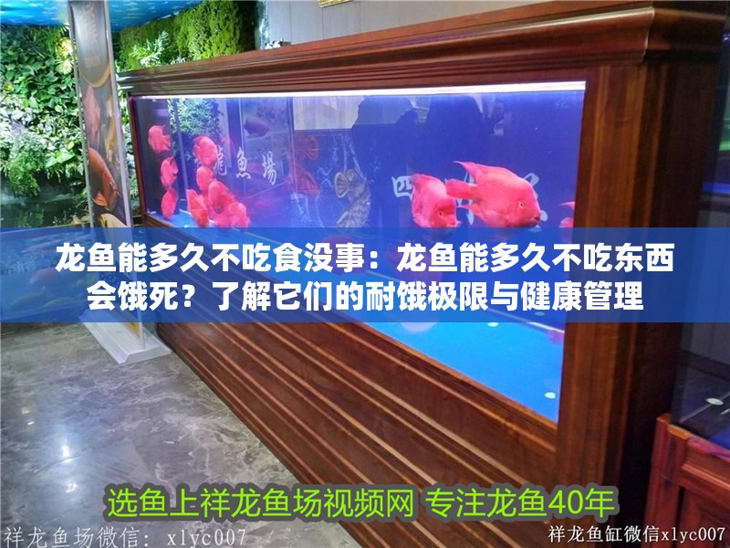 龍魚能多久不吃食沒事：龍魚能多久不吃東西會餓死？了解它們的耐餓極限與健康管理