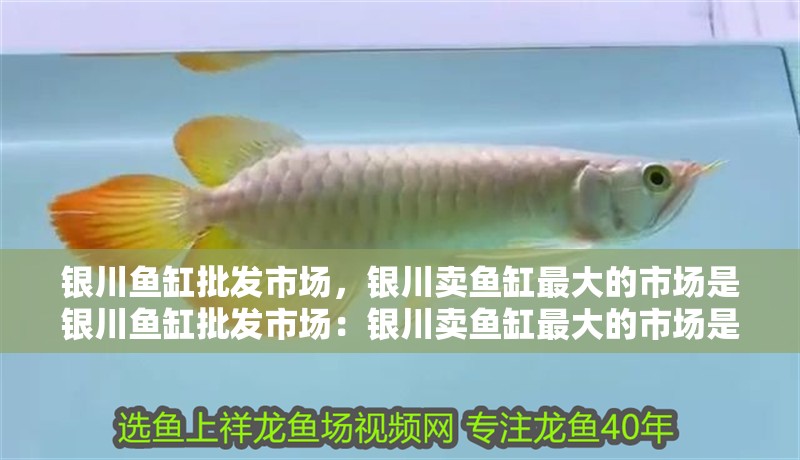 銀川魚缸批發(fā)市場(chǎng)，銀川賣魚缸最大的市場(chǎng)是銀川魚缸批發(fā)市場(chǎng)：銀川賣魚缸最大的市場(chǎng)是銀川魚缸批發(fā)市場(chǎng)