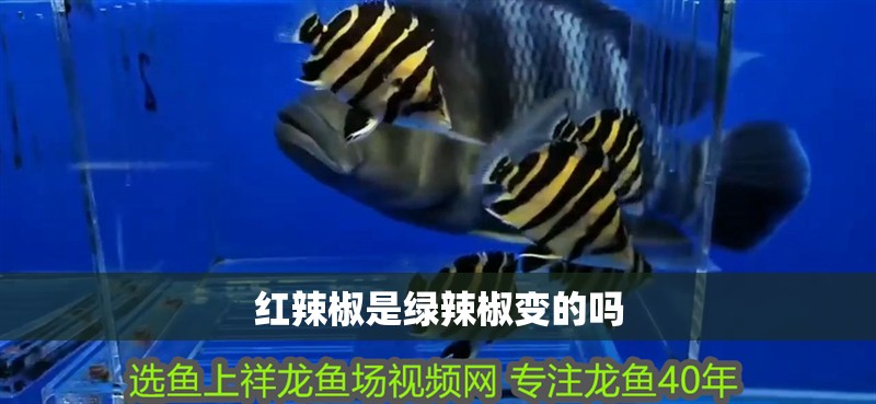 紅辣椒是綠辣椒變的嗎