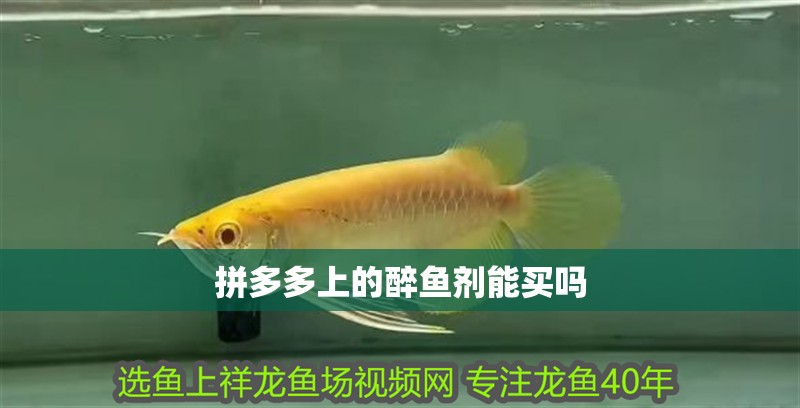 拼多多上的醉魚劑能買嗎