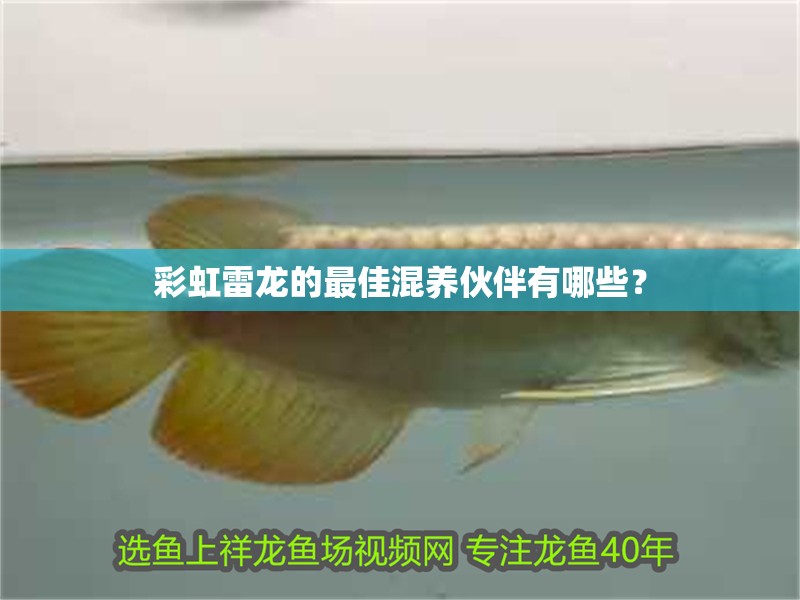 彩虹雷龍的最佳混養伙伴有哪些？