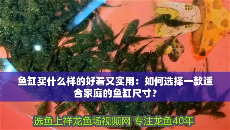 魚缸買什么樣的好看又實用：如何選擇一款適合家庭的魚缸尺寸？
