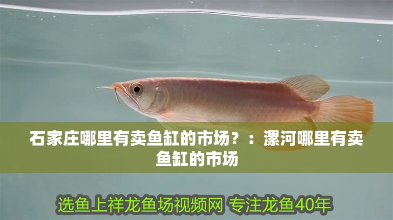 石家莊哪里有賣魚缸的市場？：<strong><mark>漯河</mark></strong>哪里有賣魚缸的市場