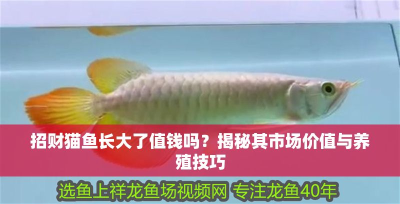 招財(cái)貓魚長(zhǎng)大了值錢嗎？揭秘其市場(chǎng)價(jià)值與養(yǎng)殖技巧