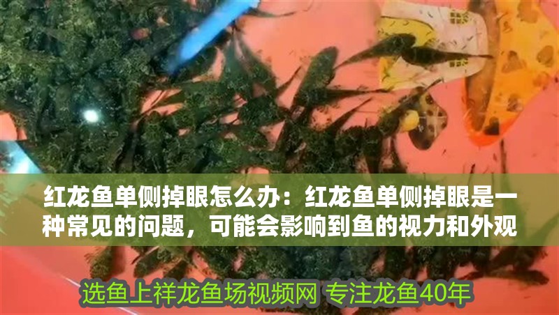 紅龍魚單側(cè)掉眼怎么辦：紅龍魚單側(cè)掉眼是一種常見的問題，可能會影響到魚的視力和外觀