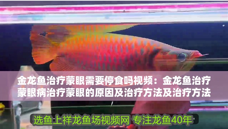 金龍魚治療蒙眼需要停食嗎視頻：金龍魚治療蒙眼病治療蒙眼的原因及治療方法及治療方法