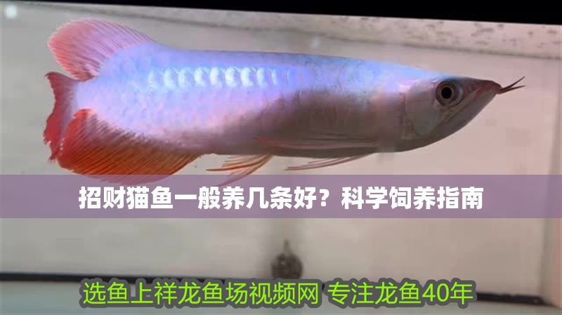 招財貓魚一般養幾條好？科學飼養指南