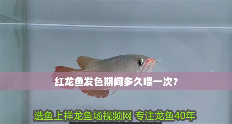 我的虎魚真菌感染了要怎么處理 紅龍魚發色期間多久喂一次? 龍魚百科 紅龍魚發色期間多久喂一次? 紅龍魚發色期間多久喂一次? 龍魚百科