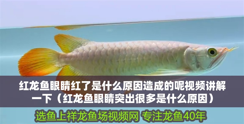 紅龍魚眼睛紅了是什么原因造成的呢視頻講解一下（紅龍魚眼睛突出很多是什么原因） 紅龍魚眼睛紅了是什么原因造成的呢視頻講解一下（紅龍魚眼睛突出很多是什么原因） 龍魚百科