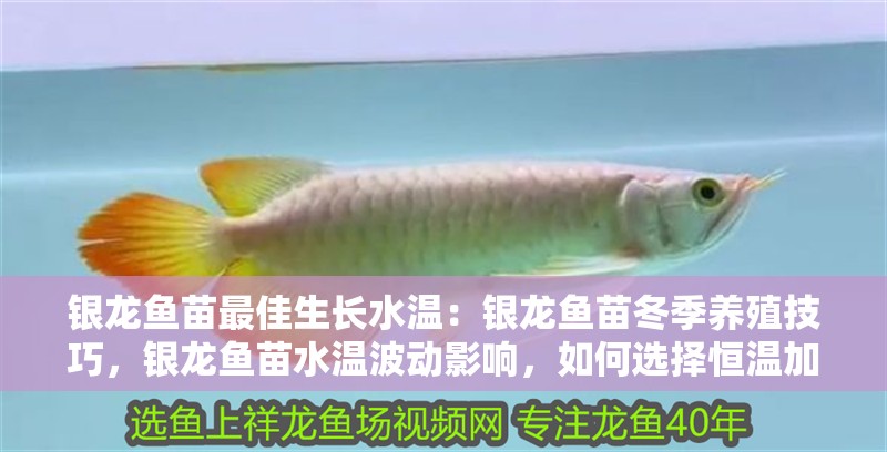銀龍魚苗最佳生長水溫：銀龍魚苗冬季養殖技巧，銀龍魚苗水溫波動影響，如何選擇恒溫加熱棒