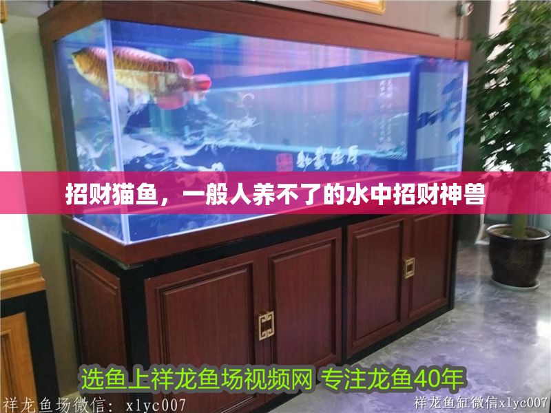 招財貓魚，一般人養不了的水中招財神獸