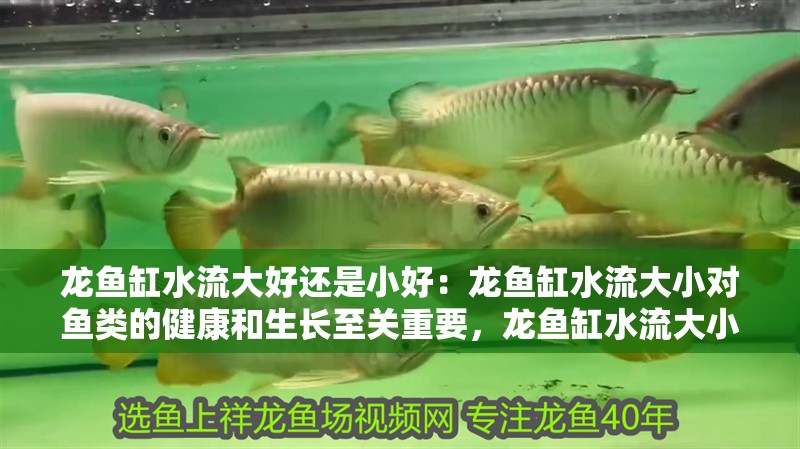 龍魚缸水流大好還是小好：龍魚缸水流大小對魚類的健康和生長至關重要，龍魚缸水流大小標準