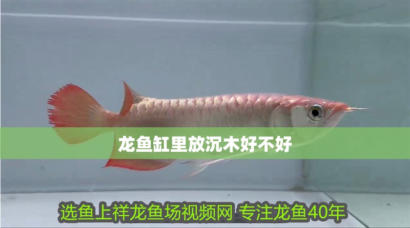 龍魚缸里放沉木好不好