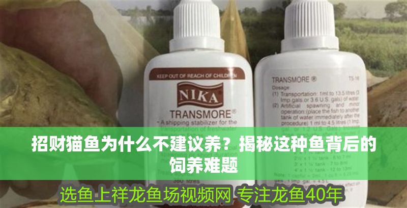 招財貓魚為什么不建議養？揭秘這種魚背后的飼養難題