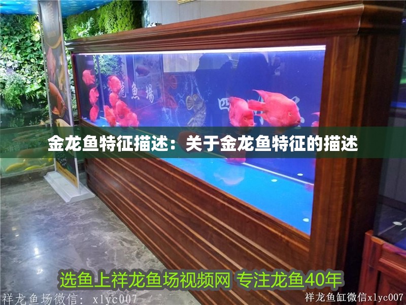 金龍魚特征描述：關于金龍魚特征的描述