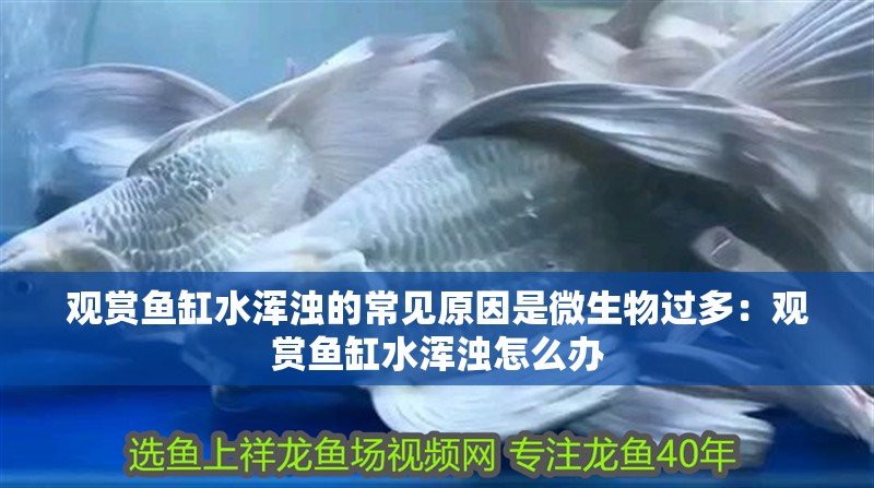 觀賞魚缸水渾濁的常見原因是微生物過多：觀賞魚缸水渾濁怎么辦