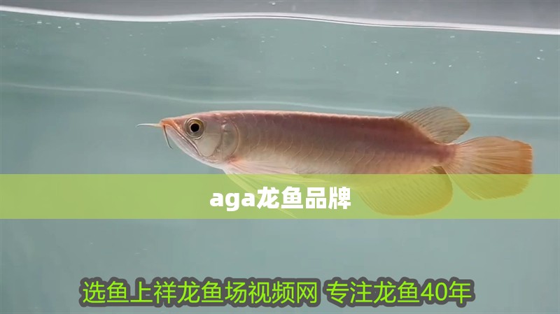 aga龍魚品牌