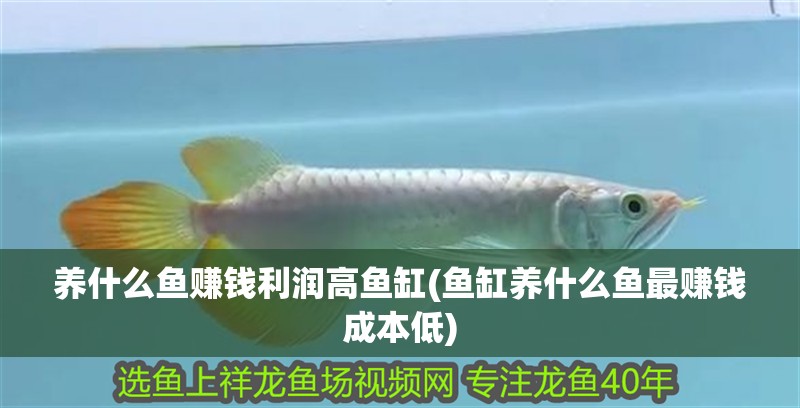 養(yǎng)什么魚賺錢利潤高魚缸(魚缸養(yǎng)什么魚最賺錢成本低)