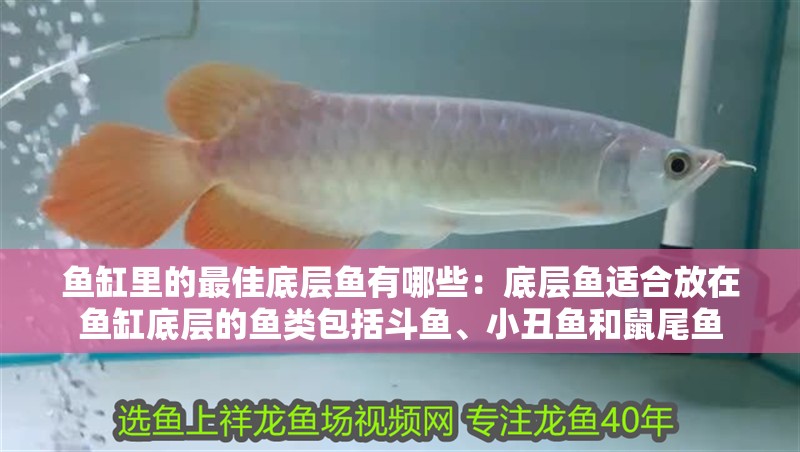 魚缸里的最佳底層魚有哪些：底層魚適合放在魚缸底層的魚類包括斗魚、小丑魚和鼠尾魚
