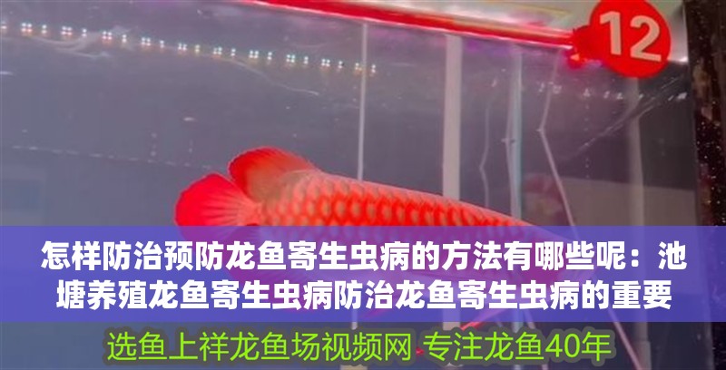 怎樣防治預防龍魚寄生蟲病的方法有哪些呢：池塘養殖龍魚寄生蟲病防治龍魚寄生蟲病的重要手段