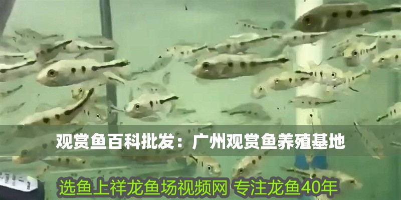 紅龍魚用黃燈烤有用嗎 觀賞魚百科批發:廣州觀賞魚養殖基地 龍魚百科 觀賞魚百科批發:廣州觀賞魚養殖基地 觀賞魚百科批發:廣州觀賞魚養殖基地 龍魚百科