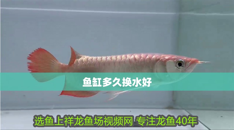 魚(yú)缸多久換水好