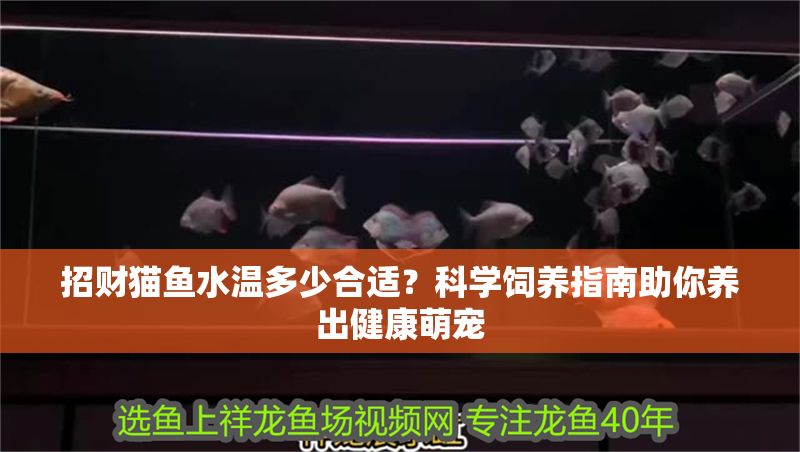 招財(cái)貓魚(yú)水溫多少合適？科學(xué)飼養(yǎng)指南助你養(yǎng)出健康萌寵