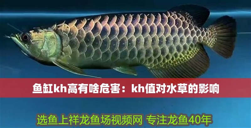 魚缸kh高有啥危害：kh值對水草的影響