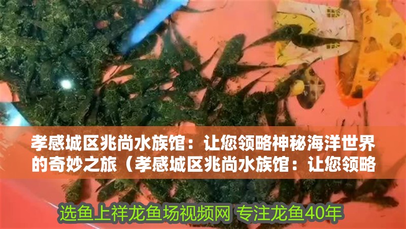 孝感城區(qū)兆尚水族館：讓您領略神秘海洋世界的奇妙之旅（孝感城區(qū)兆尚水族館：讓您領略神秘海洋世界的奇妙之旅）
